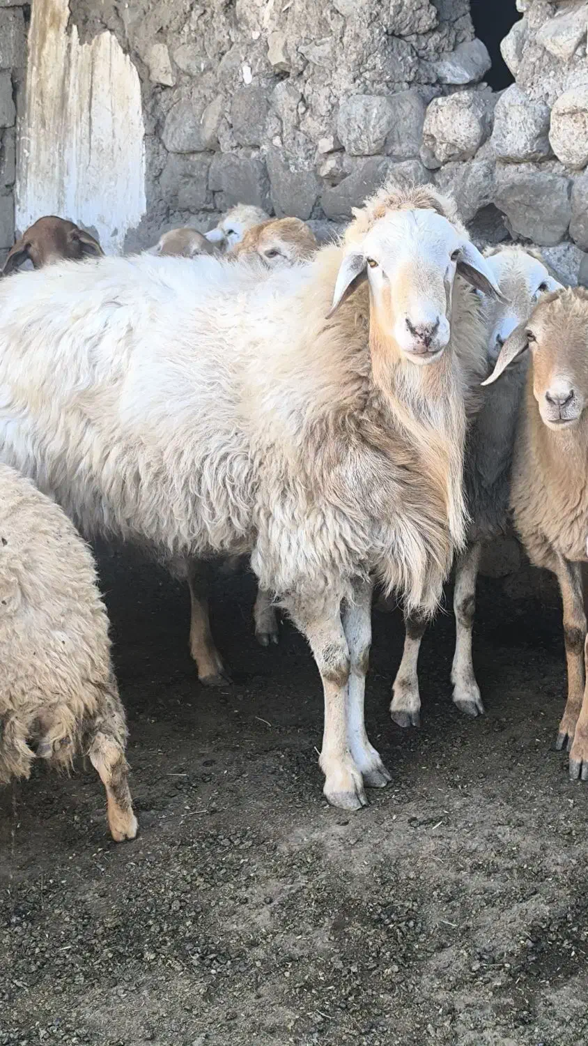 حیوانات|حیوانات مزرعه|مرادلو, |دیوار