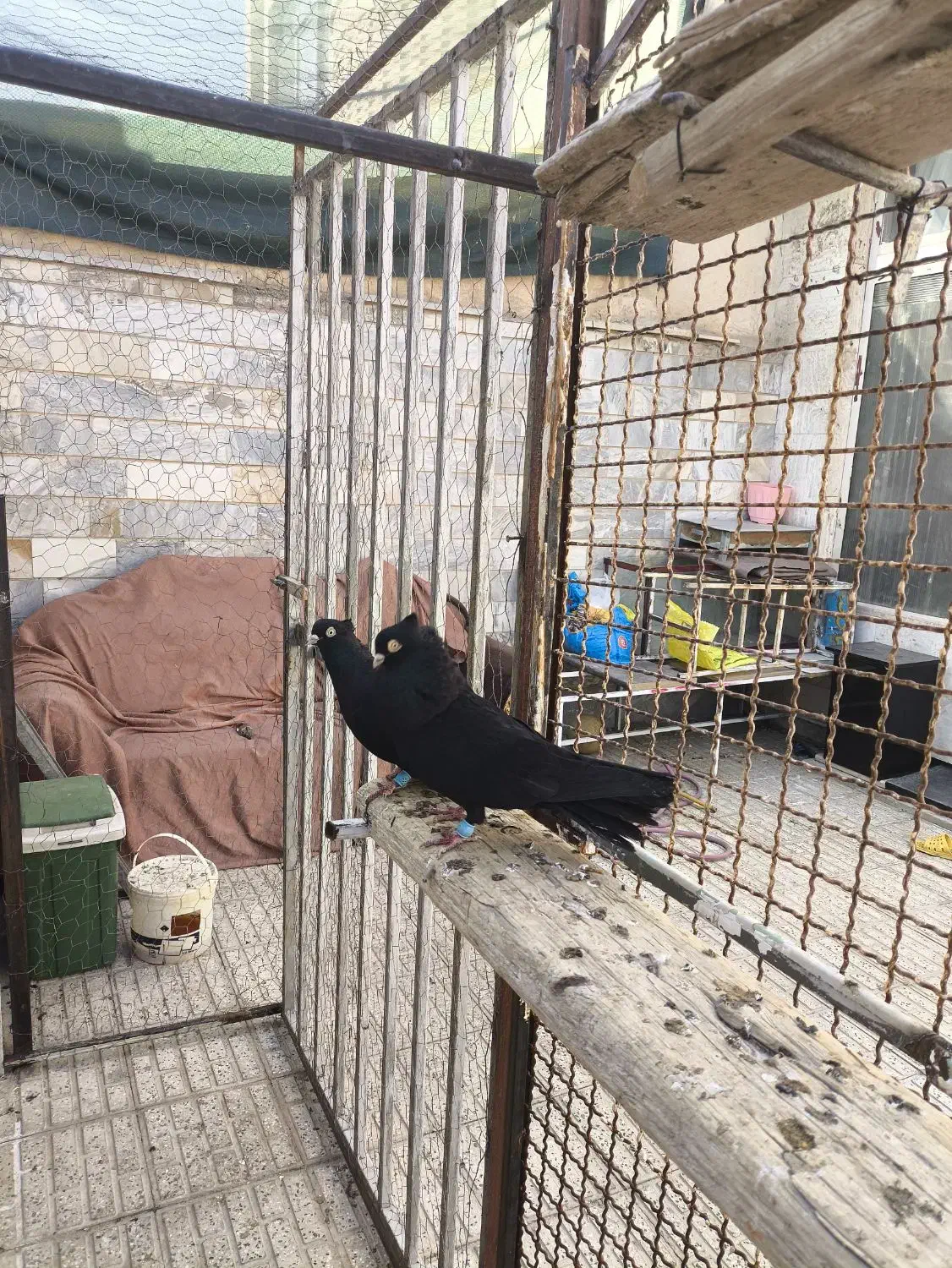 زاغ آبادانی اصیل واکسی|پرنده|شاهینشهر, فردوسی|دیوار