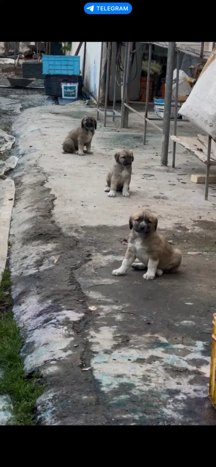 توله سگ|سگ|اراک, |دیوار