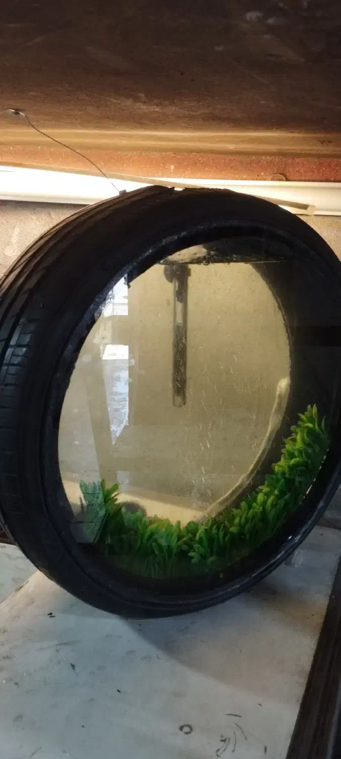 آکواریوم طرح لاستیک|ماهی|همدان, |دیوار