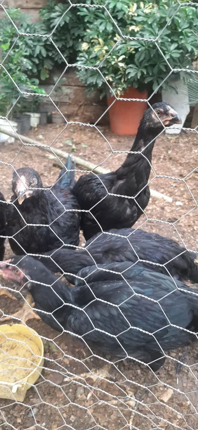 خروس ومرغ ۵ماه لاری وابریشمی کبوتر دم طاووسی|پرنده|رشت, حومه رشت|دیوار