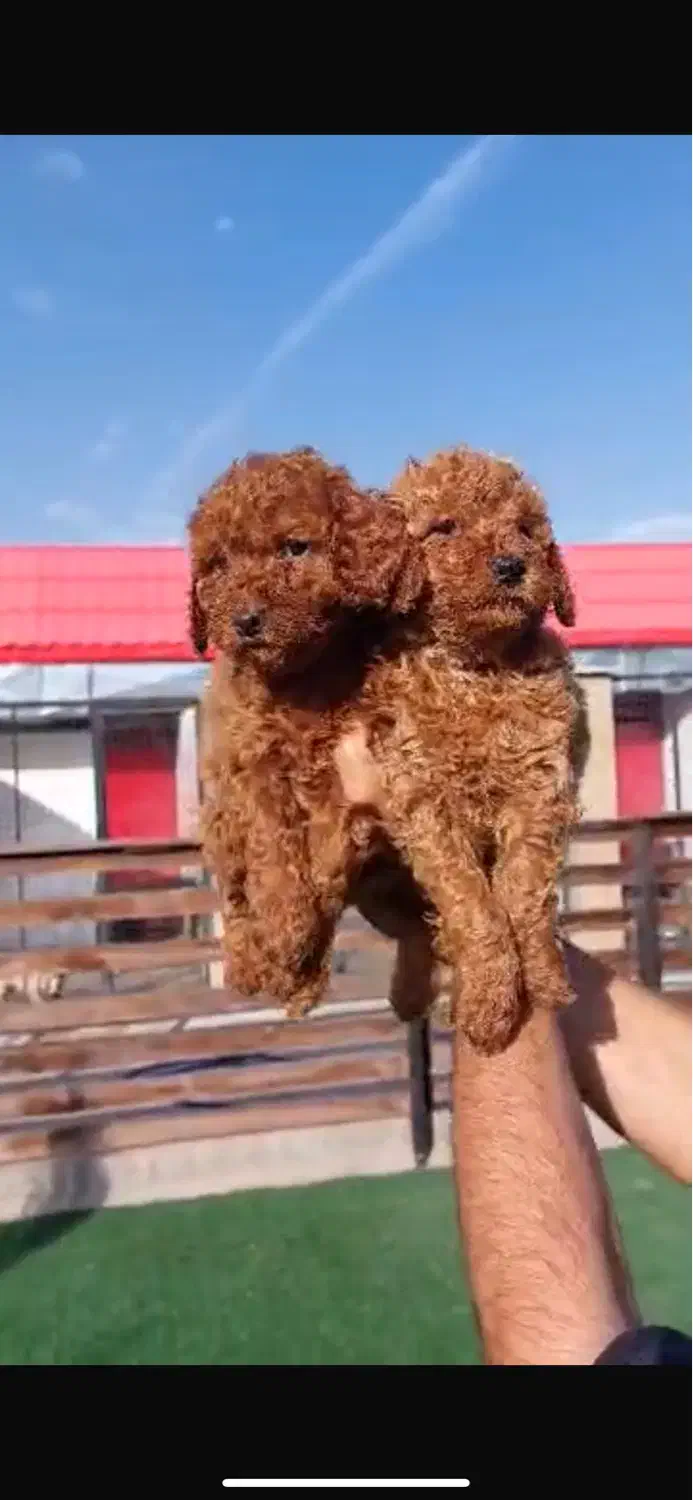 واگذاری پودل|سگ|شیراز, فرهنگ شهر|دیوار