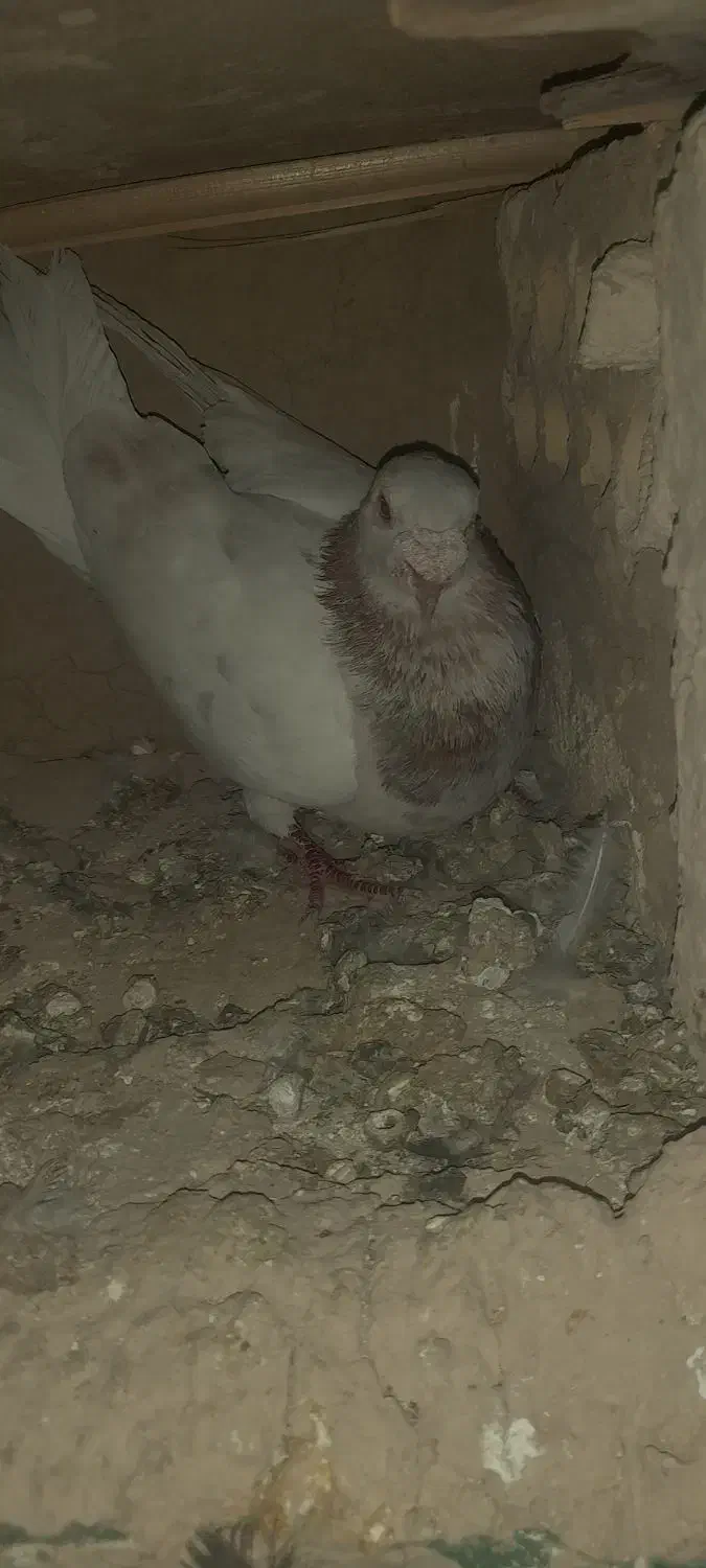 سه عدد نر پرشی|پرنده|بجنورد, |دیوار