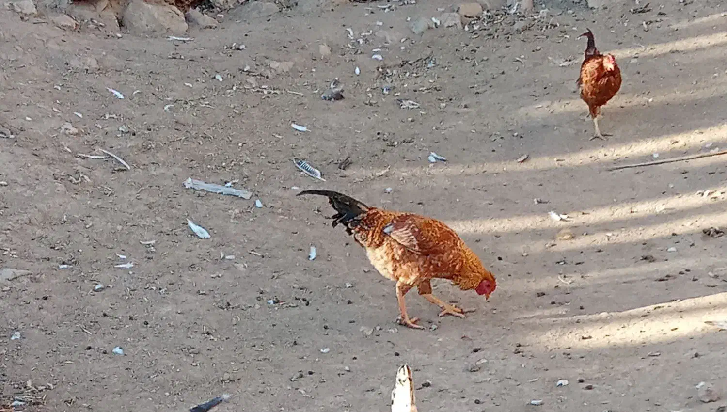 خروس|حیوانات مزرعه|ماهیدشت, |دیوار