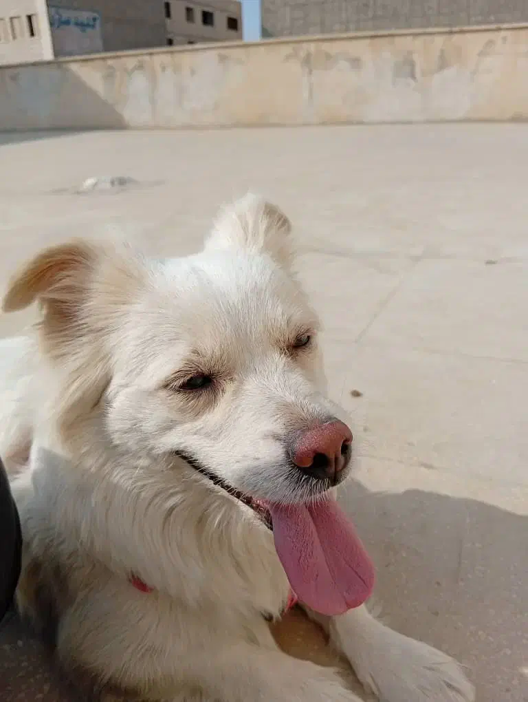 سگ اشتپیز|سگ|کرج, کمال‌شهر|دیوار