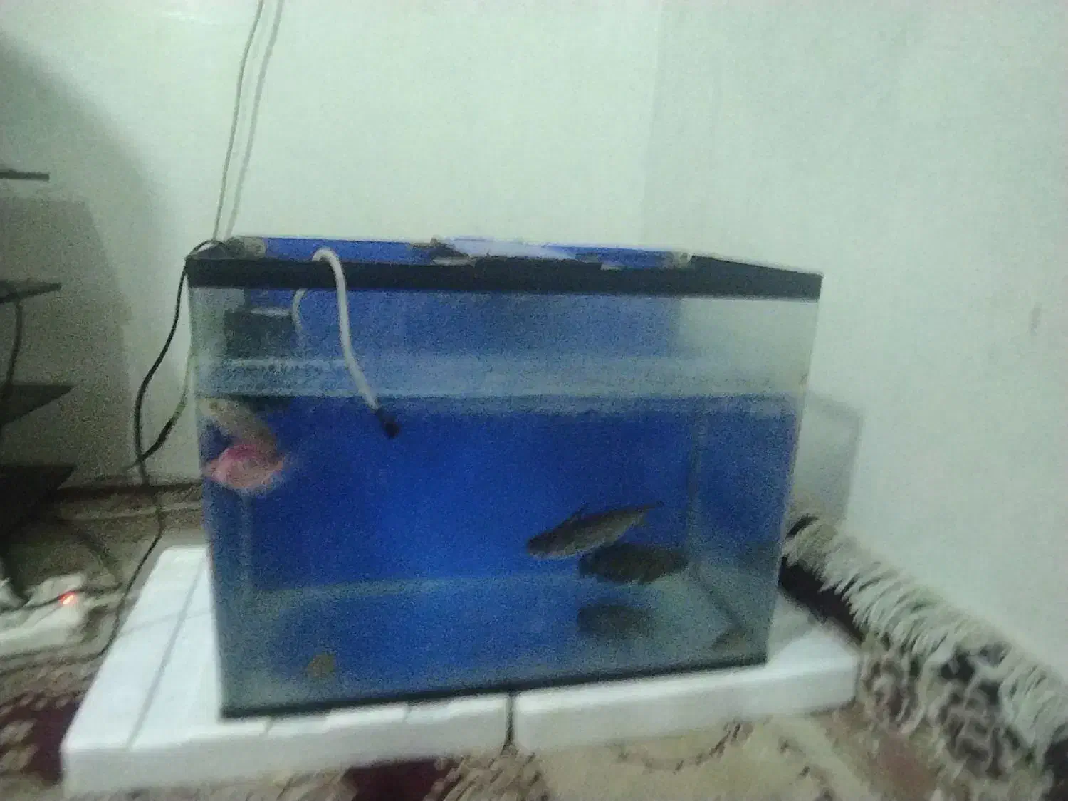 سلام دوستان عزیز|ماهی|باقرشهر, |دیوار