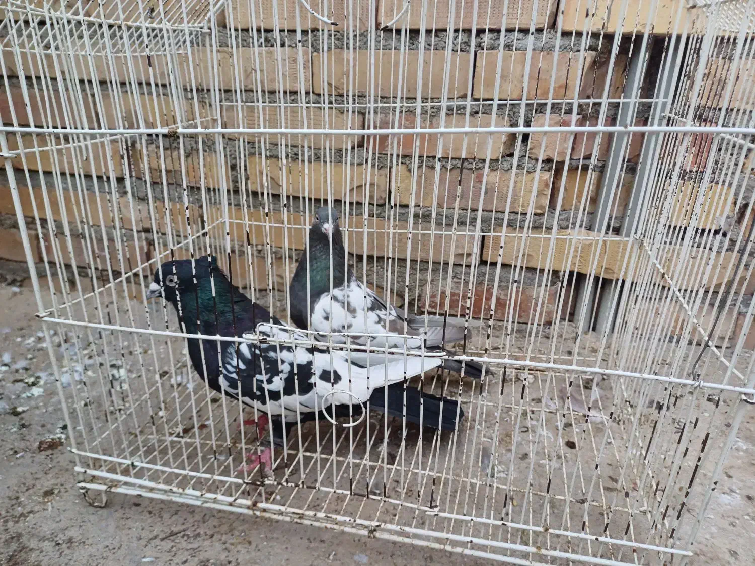 کفتر|پرنده|آزادشهر, |دیوار