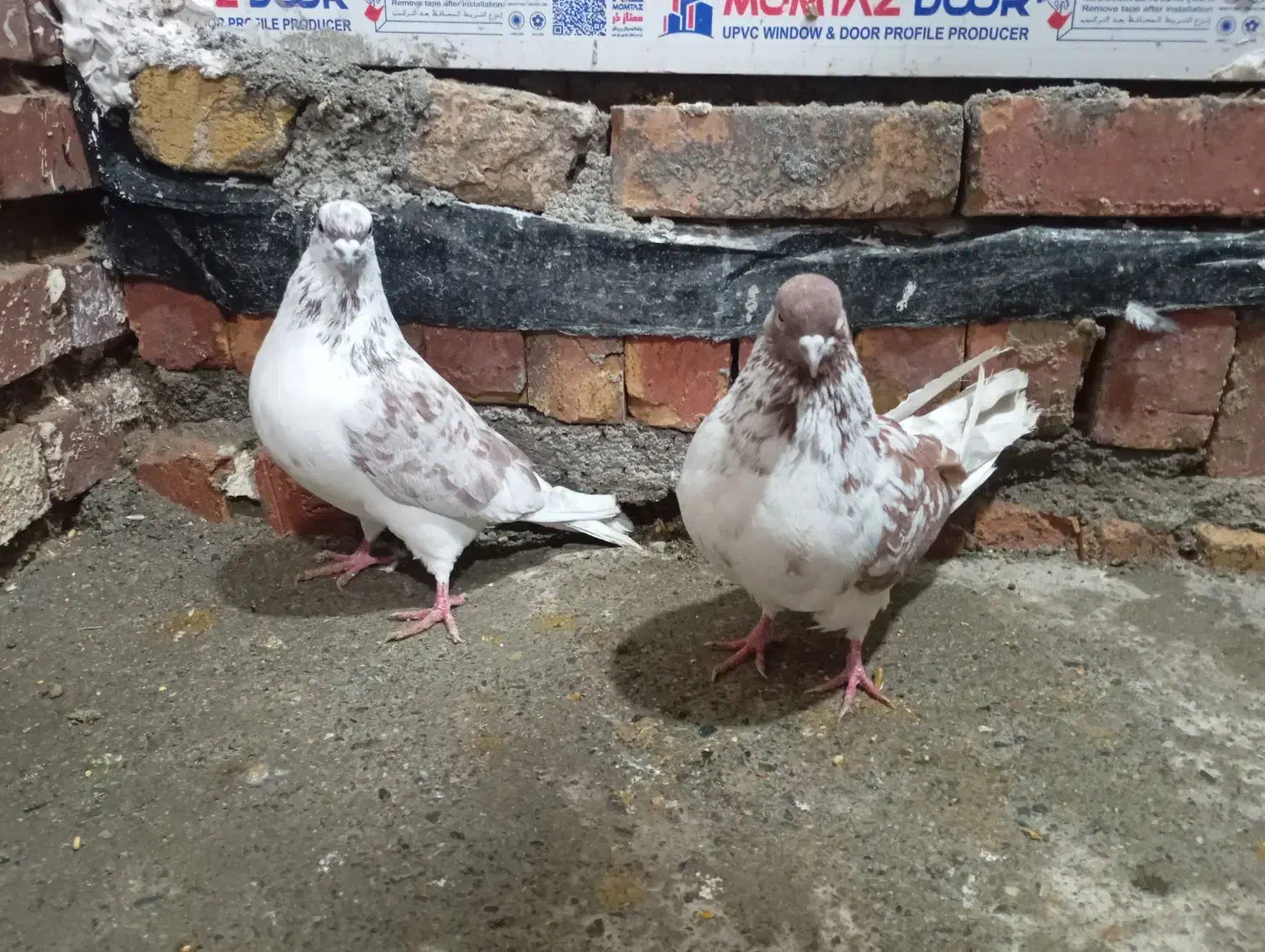 نرو ماده گرگی|پرنده|نوشین شهر, |دیوار