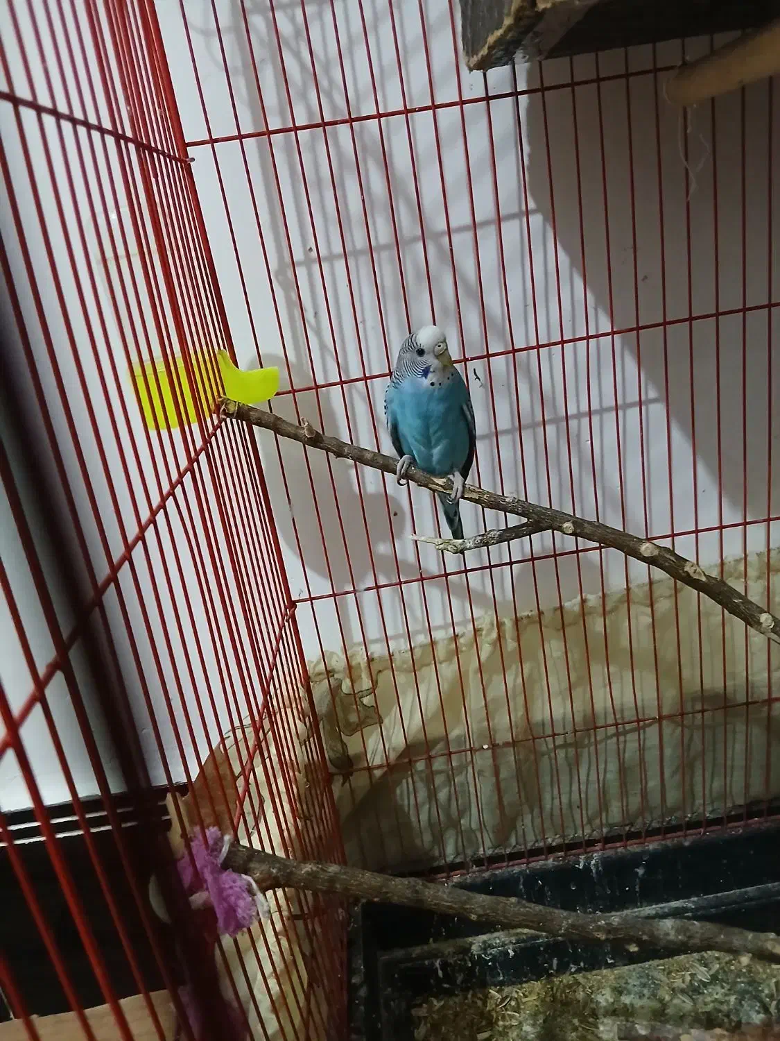 سه عدد مرغ عشق|پرنده|کوه چنار, |دیوار