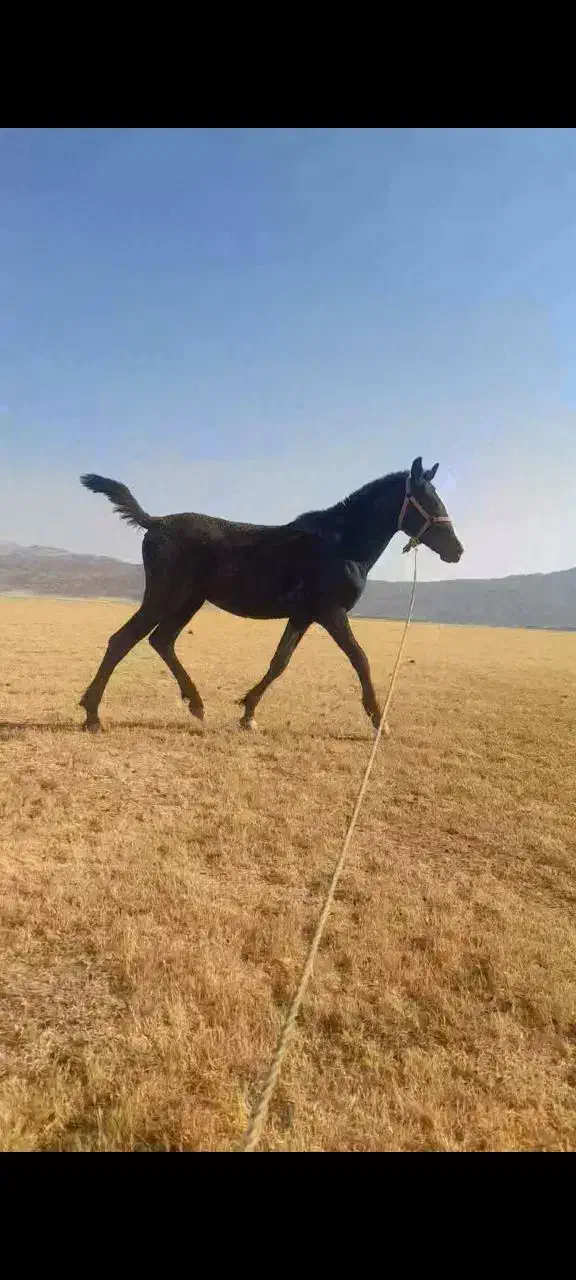 کوره نر|اسب و تجهیزات اسبسواری|کوه چنار, |دیوار