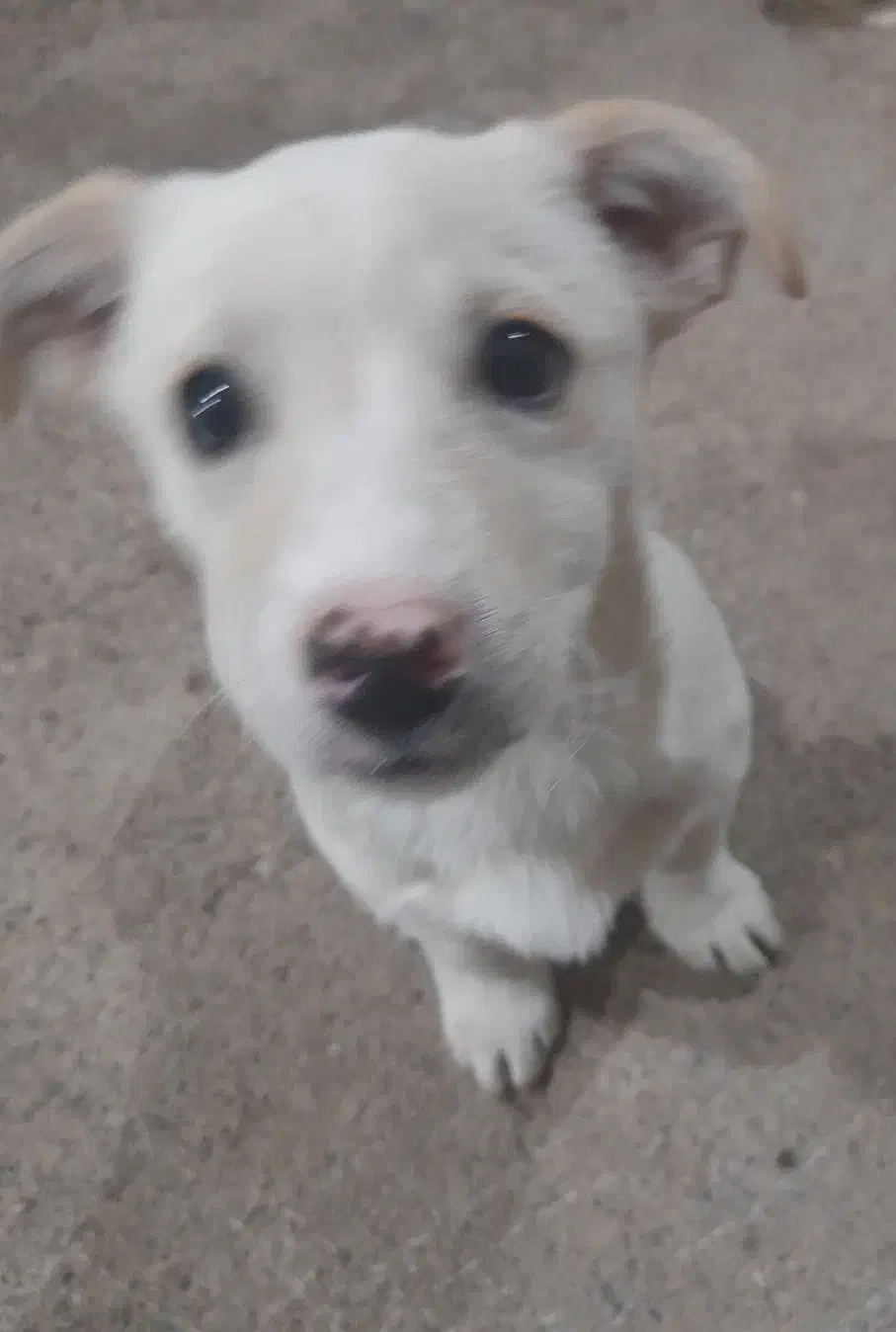 پاکوتاه|سگ|قیدار, |دیوار