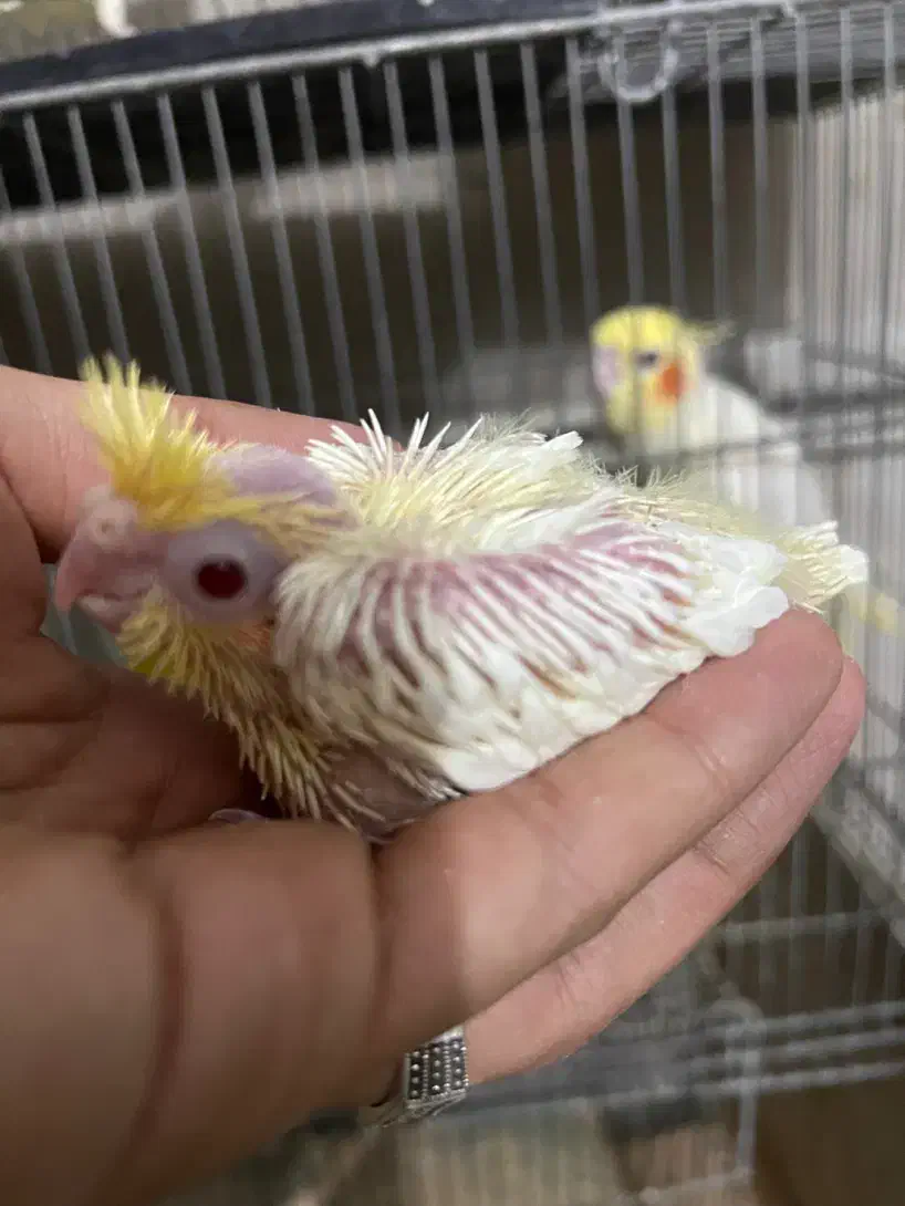 جوجه عروس هلندی|پرنده|قم, امامزاده ابراهیم|دیوار