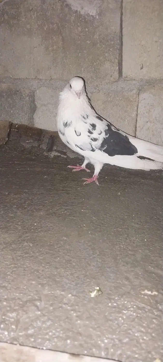 کبوترتک پر|پرنده|کلاله, |دیوار