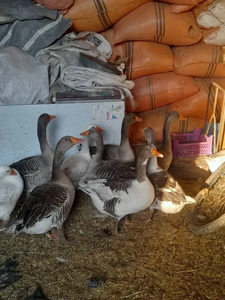 سلام ده عددهستن|حیوانات مزرعه|شادگان, |دیوار