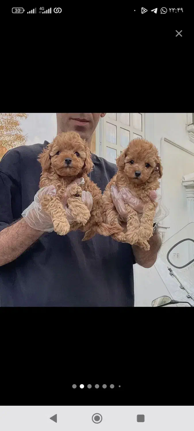 توی فرفری تاینی فر پودل زیر قیمت همه جا|سگ|مشهد, وکیل‌آباد|دیوار