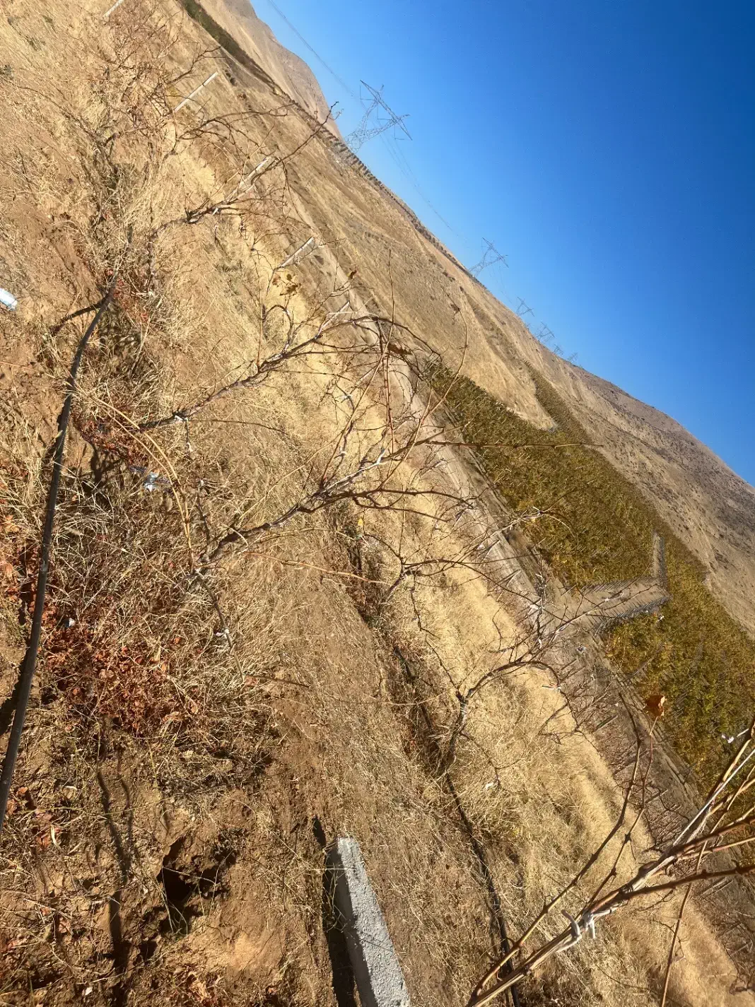 انگور قرمز|خدمات باغبانی و درختکاری|انزل, |دیوار