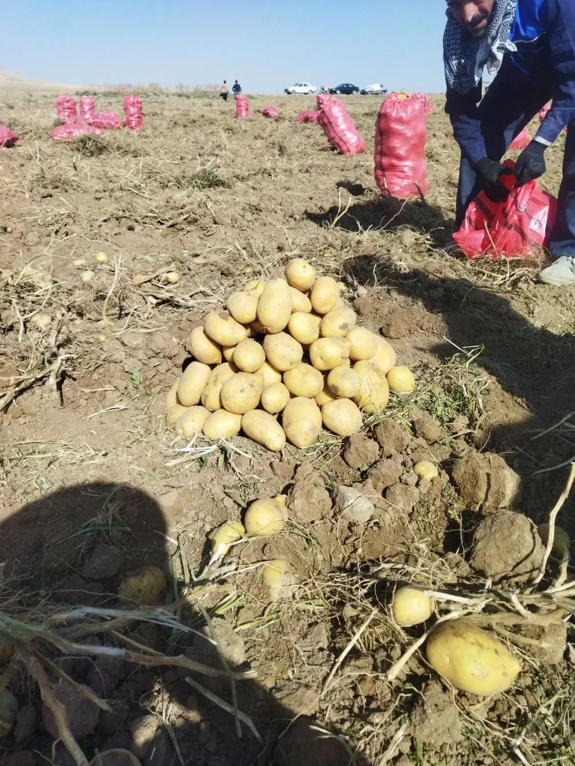 اکیپ سیب بار زدن|خدمات باغبانی و درختکاری|سنقر, |دیوار