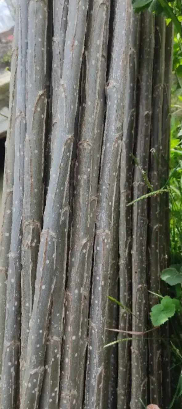 صنوبر اسرائیلی|خدمات باغبانی و درختکاری|آمل, |دیوار