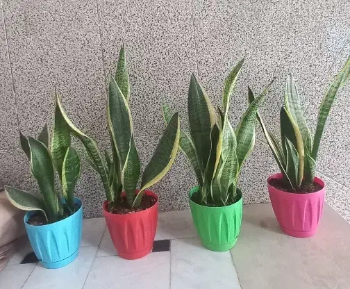 گل سانسوریا|گل و گیاه طبیعی|قم, قلعه کامکار|دیوار