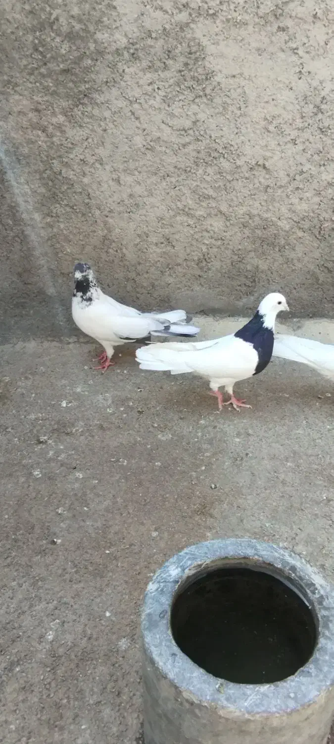 کبوتر گرگی زوردار|پرنده|هرسین, |دیوار