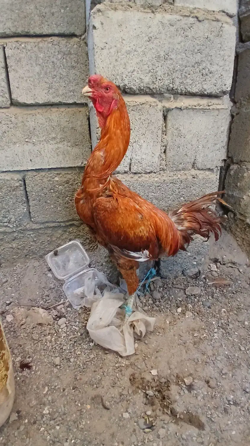 خروس اصیل|حیوانات مزرعه|میناب, |دیوار