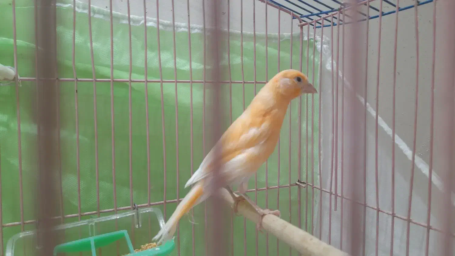 دوعدد قناری نر و ماده|پرنده|تربت‌حیدریه, شهرک ولیعصر|دیوار