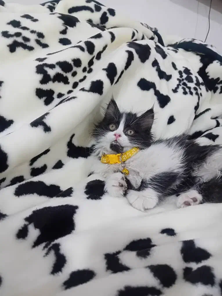 ۳ بچه گربه ۲ماهه|گربه|مشهد, ویلاشهر|دیوار