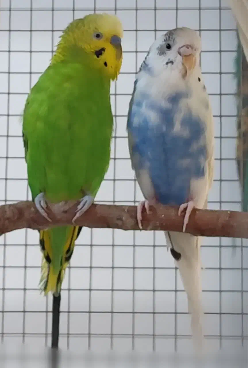 مرغ عشق|پرنده|یزد, |دیوار