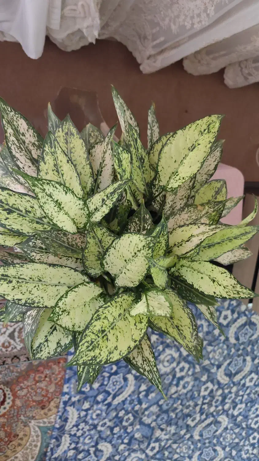 گل آپارتمانی|گل و گیاه طبیعی|قم, هفت تیر|دیوار