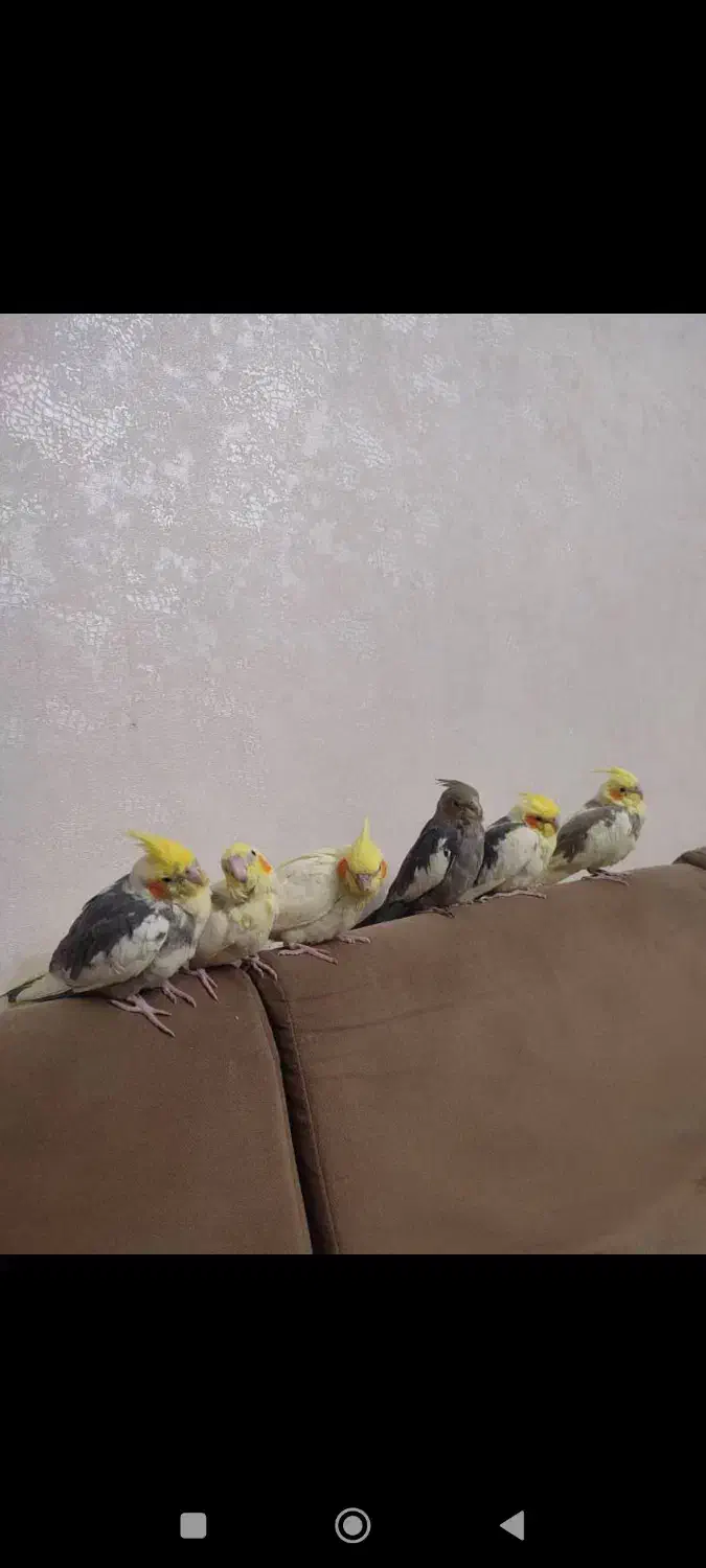 عروس هلندی|پرنده|تهران, وحیدیه|دیوار