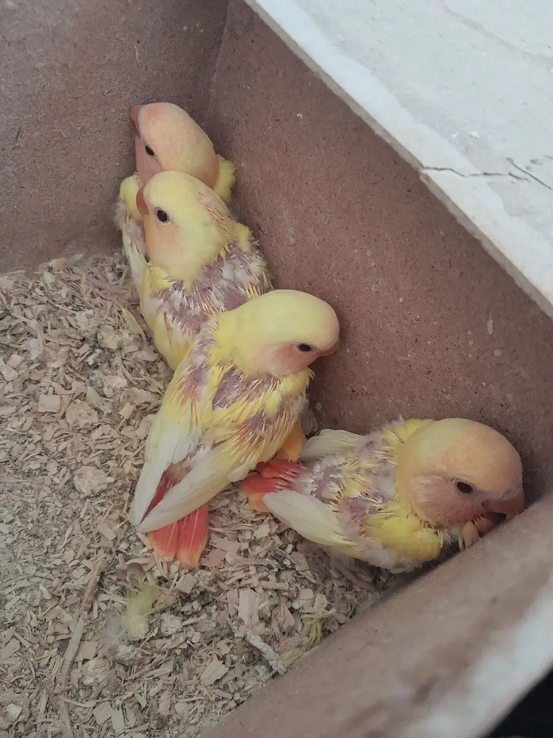 جوجه اوپال کمیاب چشم شرابی|پرنده|نجف‌آباد, شریعتی غربی|دیوار