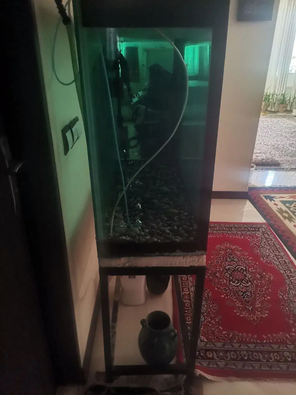 آکواریوم|ماهی|کرمان, |دیوار