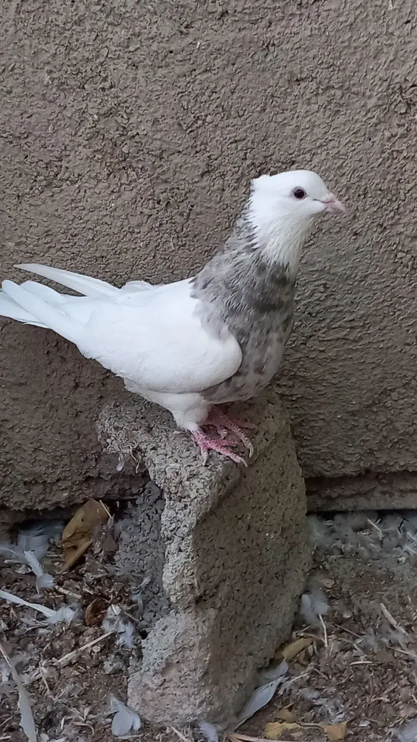 کبوتر طوقی|پرنده|کرج, شهرک بنفشه|دیوار