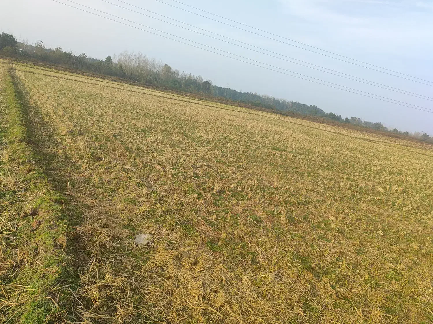 زمین شالیزار|فروش زمین و ملک کلنگی|طاهرگوراب, |دیوار