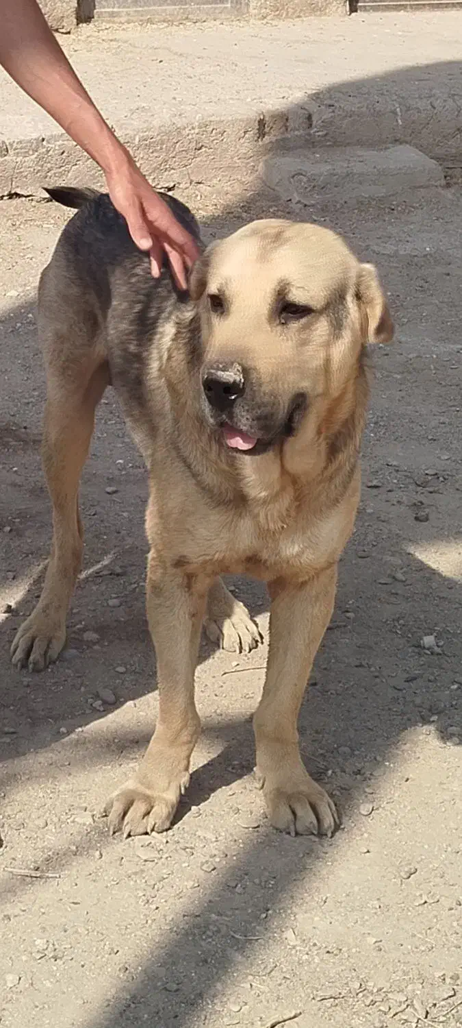 گمشده|سگ|تاکستان, |دیوار