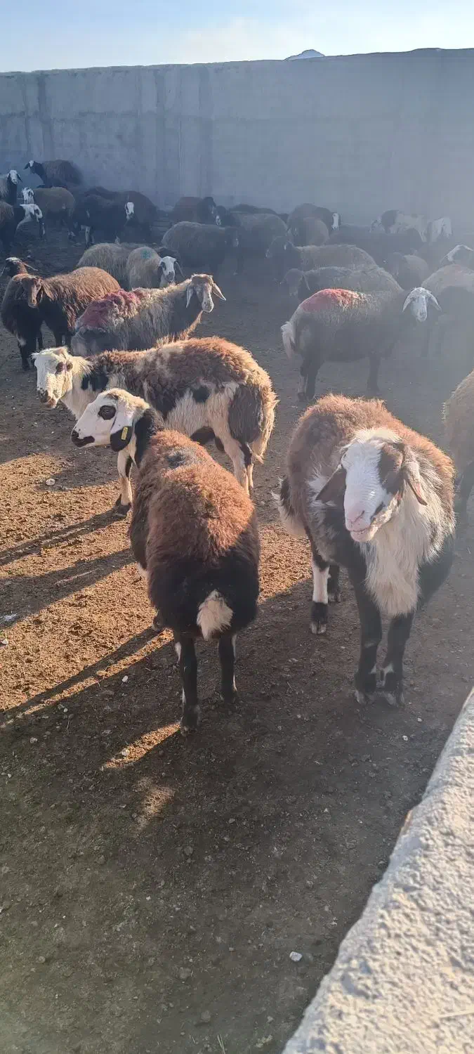 بره قوچ پلنگی|حیوانات مزرعه|زاوه, |دیوار