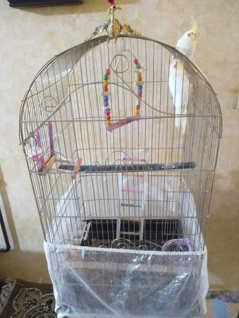 طوطی یک جفت با همراه جوجه خوش دست چقی چقی|پرنده|مشهد, شهید آوینی|دیوار