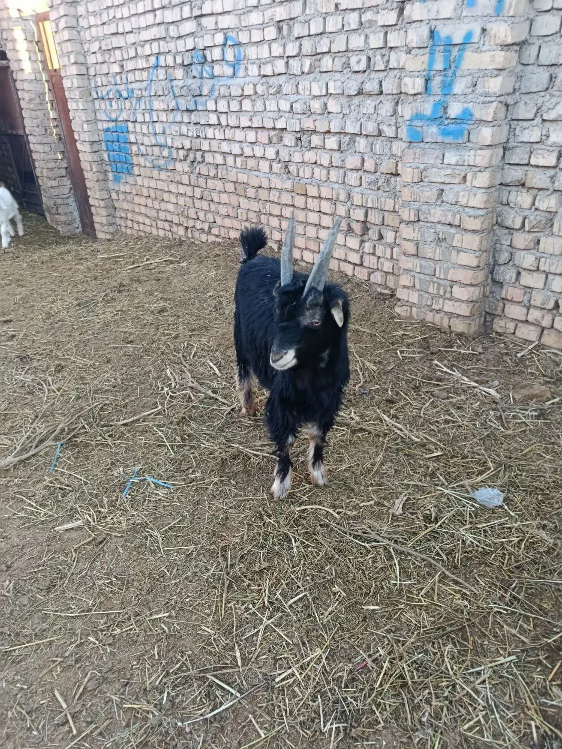 بزغاله نربزی ذاتن جلو رو درجه یک|حیوانات مزرعه|جوادآباد, |دیوار