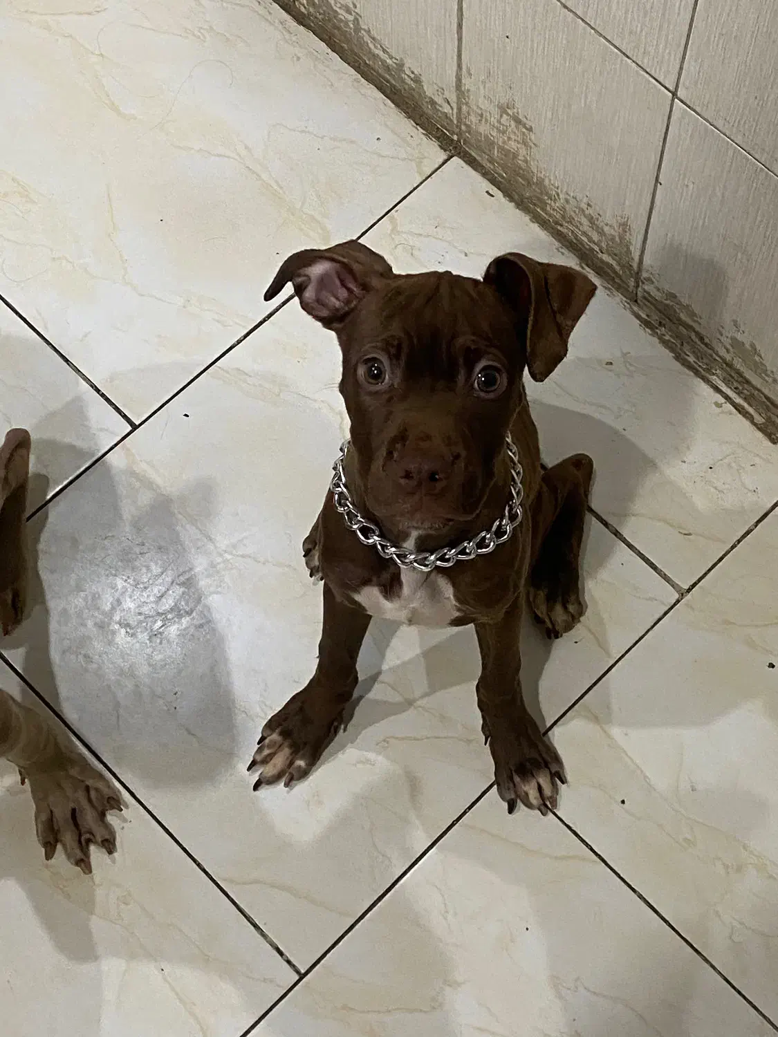 توله پیت بول|سگ|تهران, شارق|دیوار