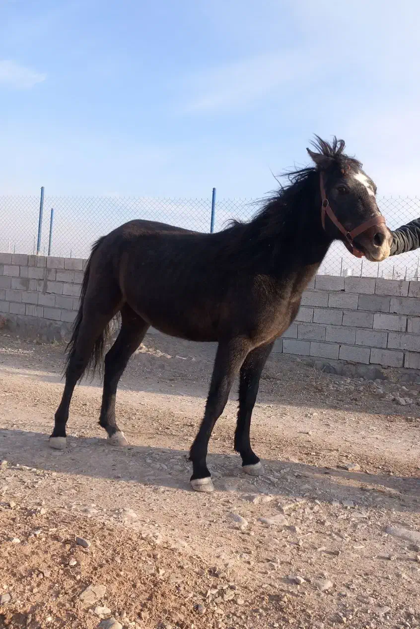 اسب مادیان|اسب و تجهیزات اسبسواری|خواجه, |دیوار