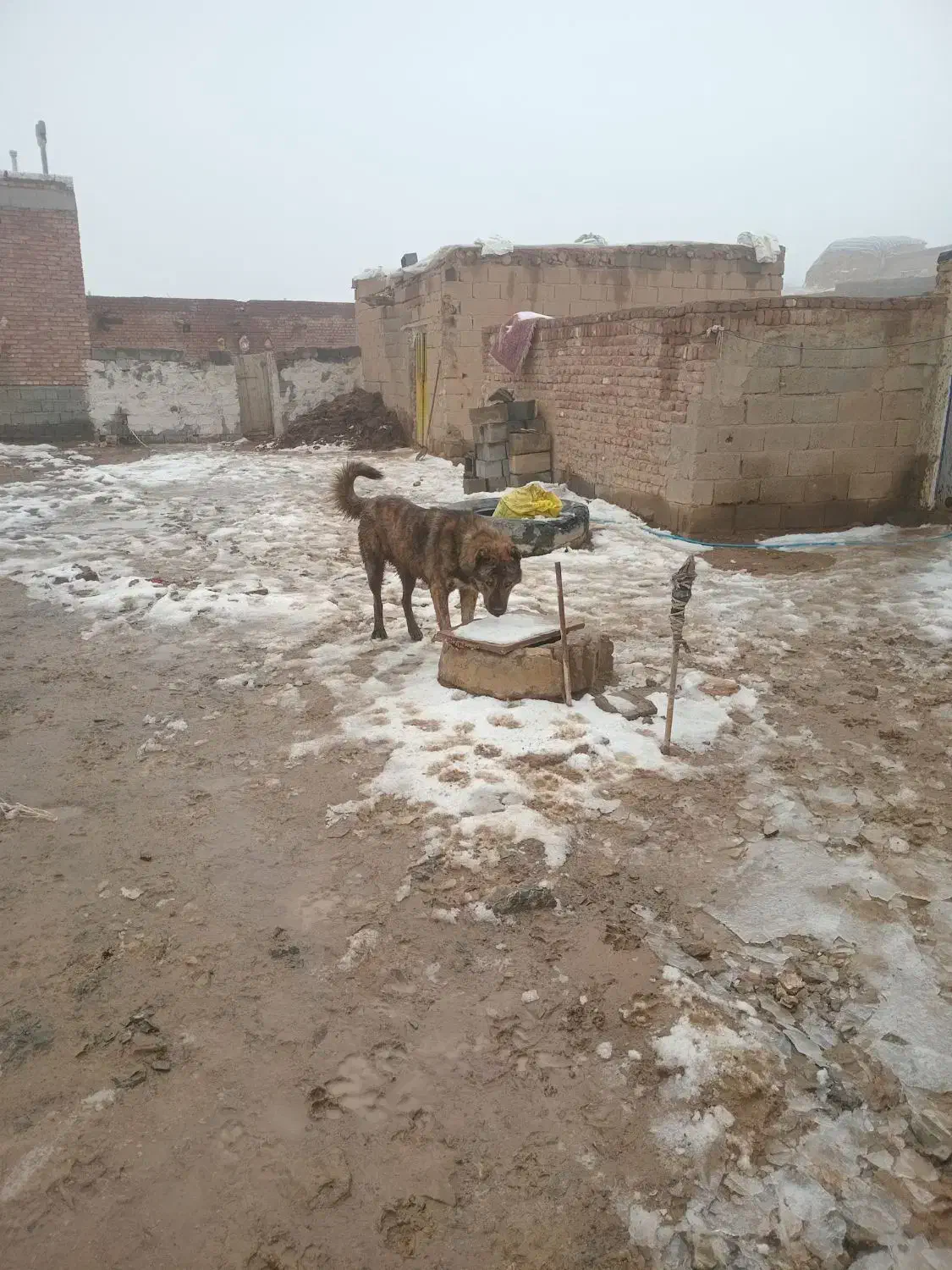 سگ فروشی|سگ|بناب, |دیوار