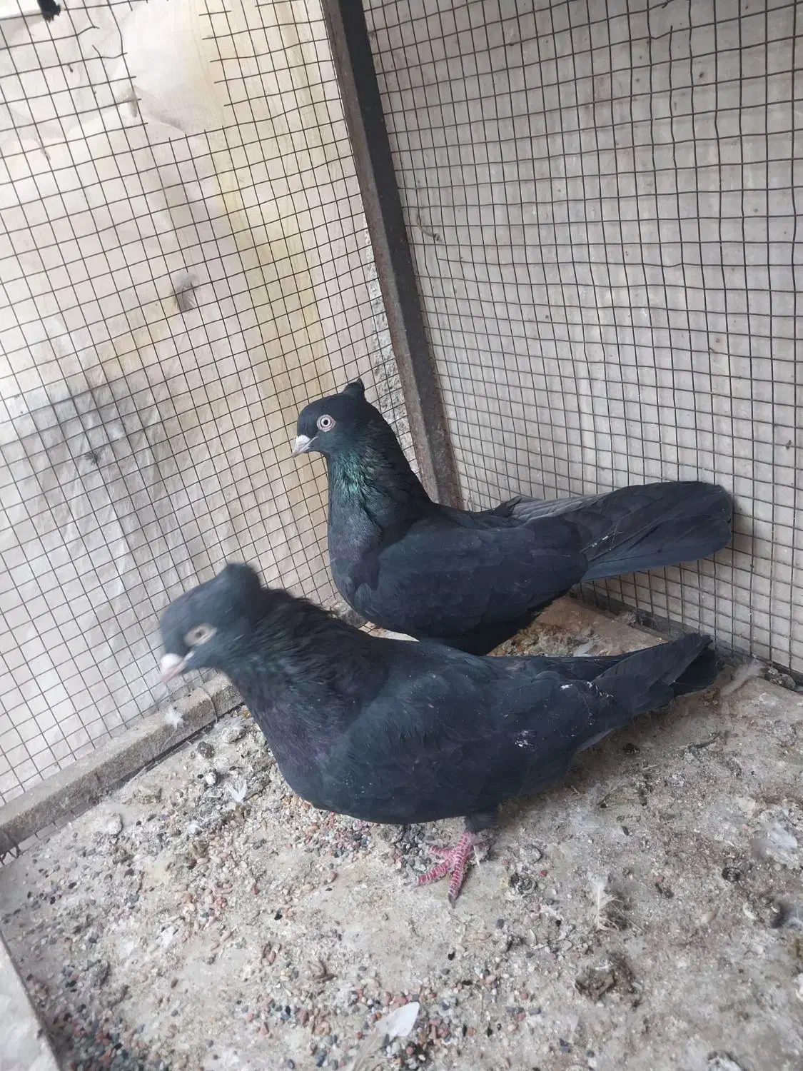 کبوتر رنگی|پرنده|مشکین‌دشت, |دیوار