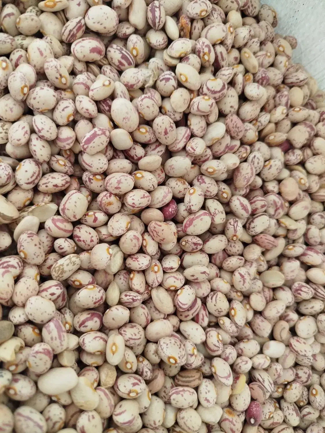 لوبیا چیتی درجه 1بوجار شده|عمده‌فروشی|اقلید, |دیوار