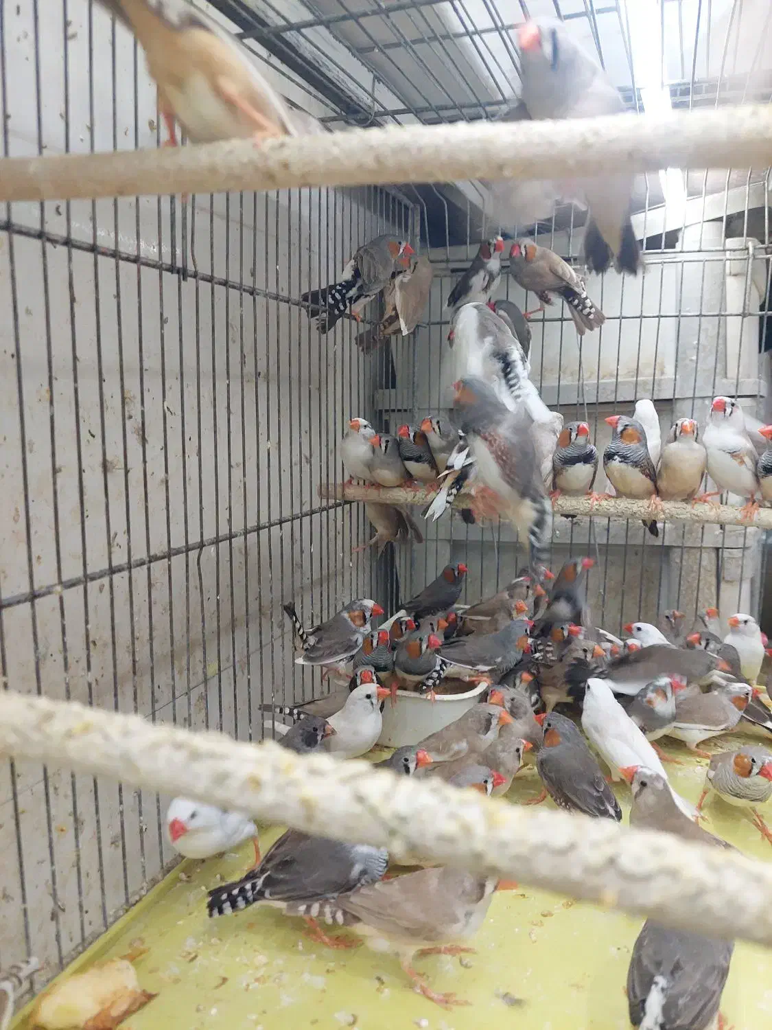 مرغ عشق فنج|پرنده|شیراز, شهرک پرواز|دیوار