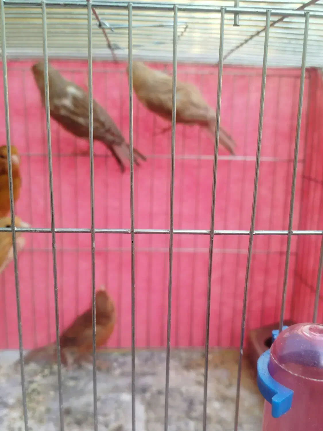 قناری|پرنده|شاهین‌شهر, اقبال لاهوری|دیوار