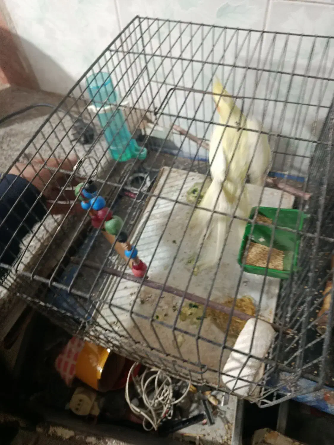 عروس لتینو مولد|پرنده|قم, شهرک مهدیه (مدرس)|دیوار