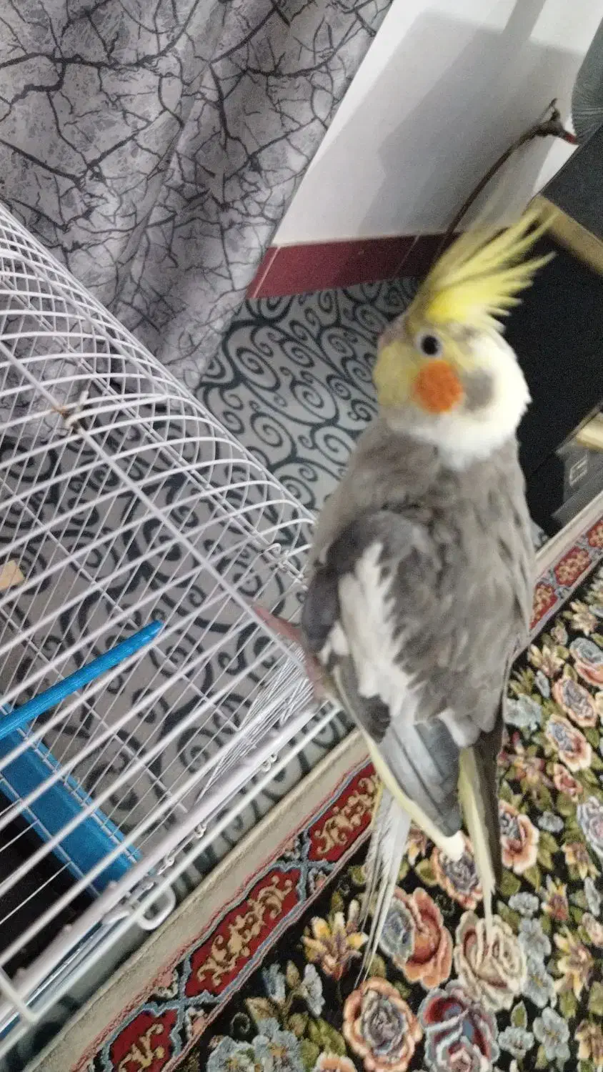 عروس هلندی نر ،زرنگ ،خوش صدا|پرنده|نوکنده, |دیوار