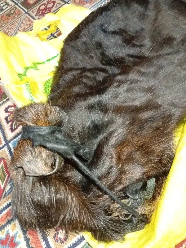 روغن تازه‌ی محلی بز|خوردنی و آشامیدنی|دزفول, |دیوار