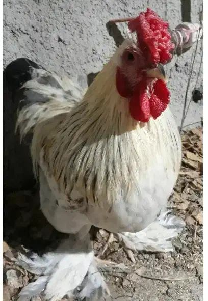 خروس۶ماهه وخروس آمریگایی۳ساله|حیوانات مزرعه|قائمشهر, |دیوار