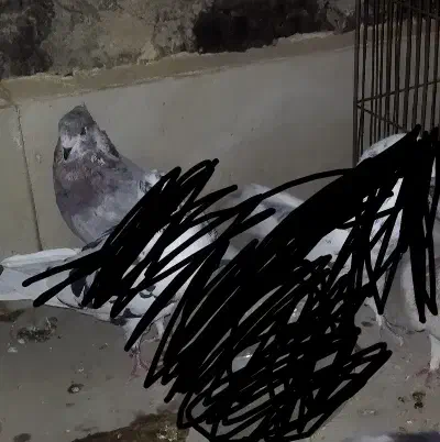 گمشده|حیوانات|نسیمشهر, |دیوار